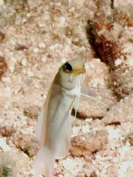 This image is a Yellow Headed Jawfish. I shot nearly 20 s... by Steven Anderson 